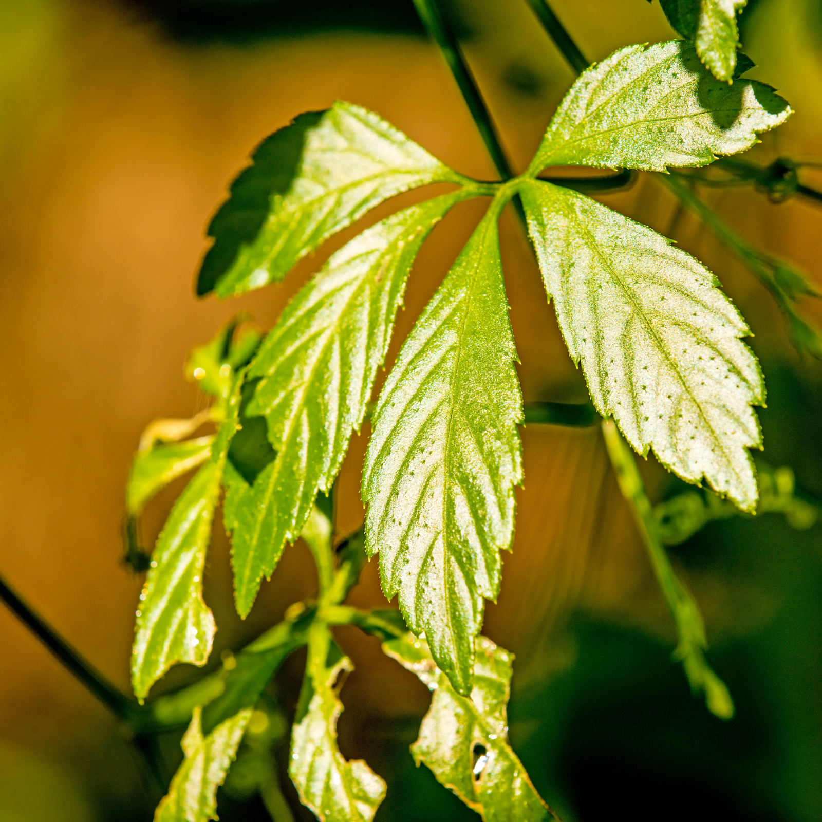 Instagram Post - Holistic Health Solutions (7)